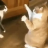 Funny cats 12