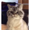 Cat expression 12