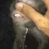 Funny Animated 9