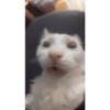 Cats Animated 🐱🐈 10