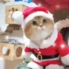 🐱Michis en Navidad🎁🎄 10
