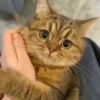 Gatitos Random 😻  14