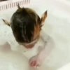 Little monkeys 11