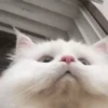 Cat expression 7