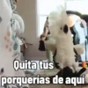 🦆Animalitos graciosos🦉 6