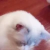 Gatitos Random 😻  18