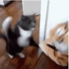Memes 7