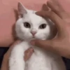 🌈 Animaditos Random 4 🤭 12