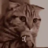 Kucing Kuvukiland 13