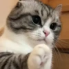 Gatitos Random 😻  16