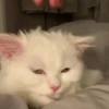 Gatitos Random 😻  6