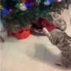 🐱Michis en Navidad🎁🎄 23