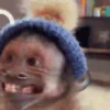 Little monkeys 9