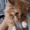 Kucing Kuvukiland 12