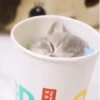 Gatitos Random 😻  17