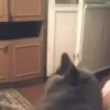 Funny cats 7