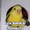 🦆Animalitos graciosos🦉 8