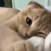 Cat expression 9