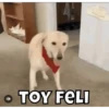 Perritos🐶 8
