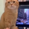 Gatitos Random 😻  11