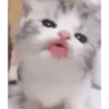 Cats Animated 🐱🐈 9
