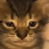 Kucing Kuvukiland 11
