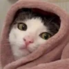 Gatitos Random 😻  13
