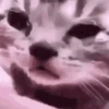 Kittos 😺 6