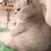Kucing Kuvukiland 14
