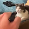Gatitos Random 😻  8
