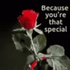 Rose Day  14