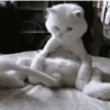 Funny cats 8