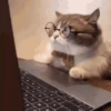 GATINHOS FOFOS V3 💖 14