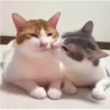 Kitten 14