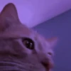 Cat expression 16