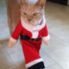 🐱Michis en Navidad 2🎁🎄 11