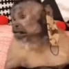 Little monkeys 15