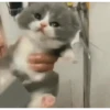 Animados Gatitos 🙀 9