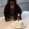 Little monkeys 6