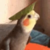 Pajaritos UwU🐦💗💫 13