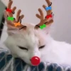 🐱Michis en Navidad 2🎁🎄 7