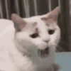 Kittos 😺 16