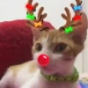 🐱Michis en Navidad 2🎁🎄 9