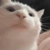 Funny cats 14
