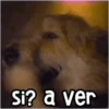 🐶 Perritos Frases Mov. 1.0 🐾 19