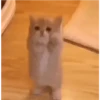 Cats Animated 🐱🐈 5