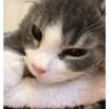 Kitten 5