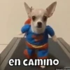Perritos🐶 9