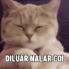 Kucing Kuvukiland 7