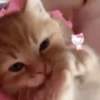 Kitten 6